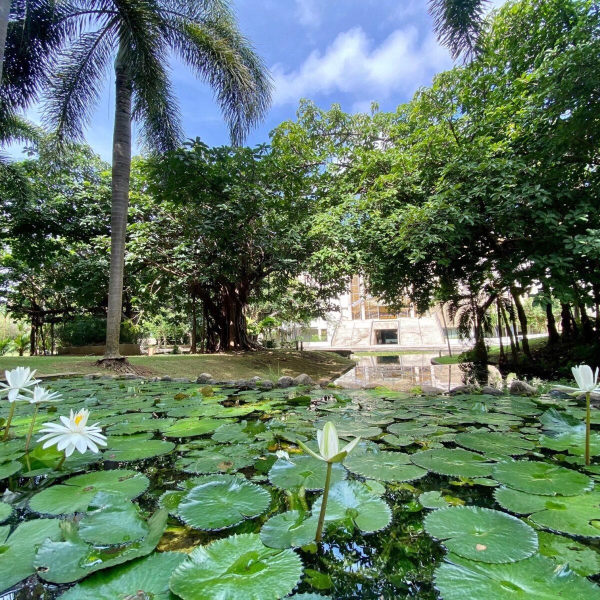 Lilly pads at Botanical Garden